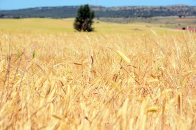 Imagen de los campos sorianos.-A. M.
