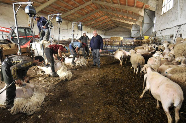 Labores de esquileo en una explotación ovina de Soria.-A. M.