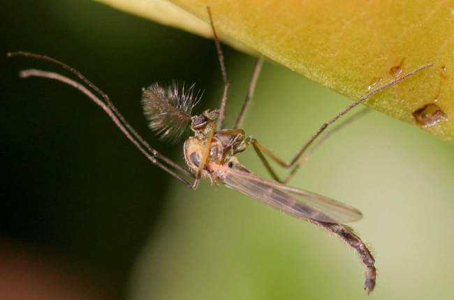 Imagen de un mosquito.