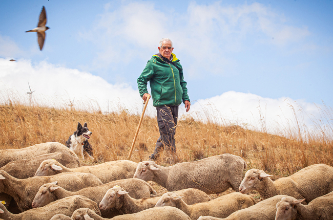 Eduardo Rincón con sus ovejas.