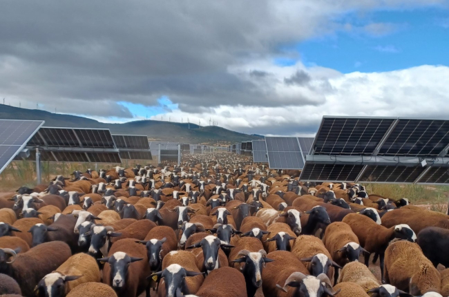 Las ovejas de Daniel y Amanda pastando entre las plantas fotovoltaicas de Endesa.