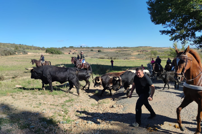 Ágreda celebra su Trashumancia.