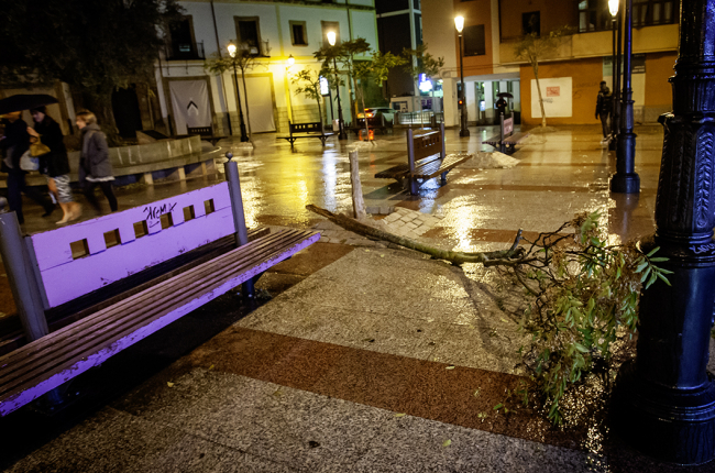 Árbol caído en la Plaza del Olivo.