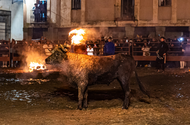 Celebración del Toro Jubilo en Medinaceli durante la noche del pasado sábad