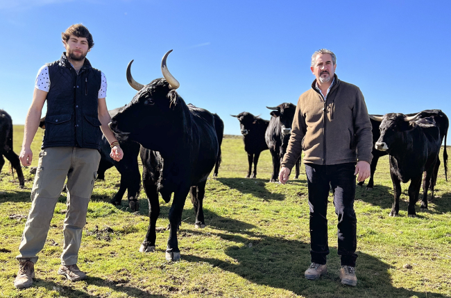 José María Manchado y su hijo, José Carlos Manchado con las vacas de Serrana Negra que pastan en La Muela.