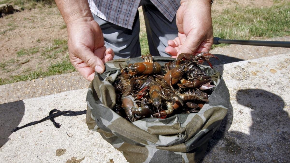 Una bolsa con cangrejos recién cogidos en una imagen de archivo.