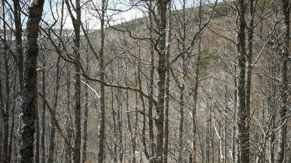 Bosque de rebollo en la provincia de Soria.