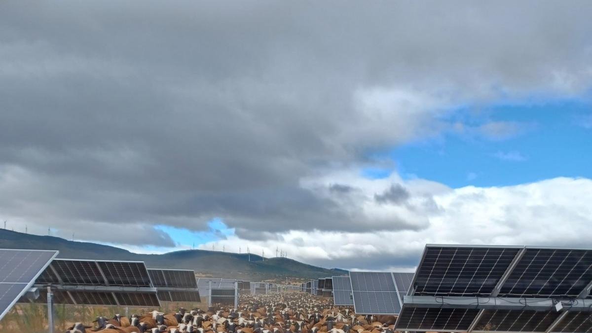 Rebaño de Pilar Amanda Hernández y Daniel del Rincón entre las placas solares de Enel Green Power.