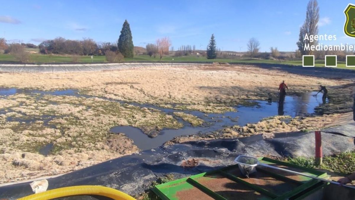 Rescate de bermejuelas en el vaciado de la balsa de un campo de golf en Soria.