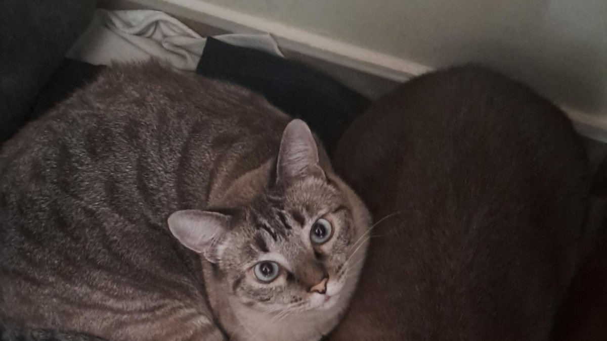 Dos gatos en un domicilio.