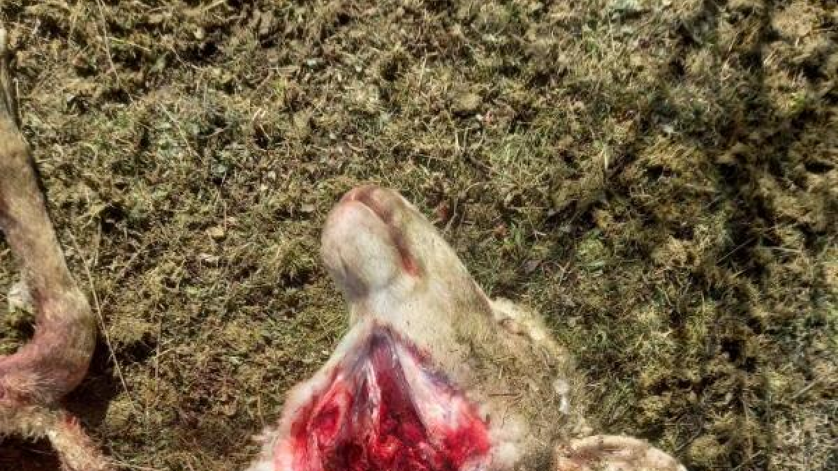 Oveja muerta en Oncala.