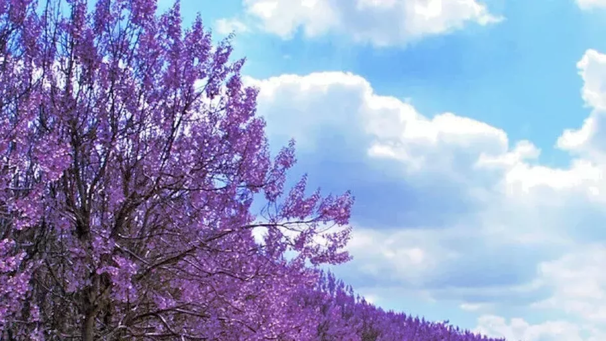 Árboles de paulownia.