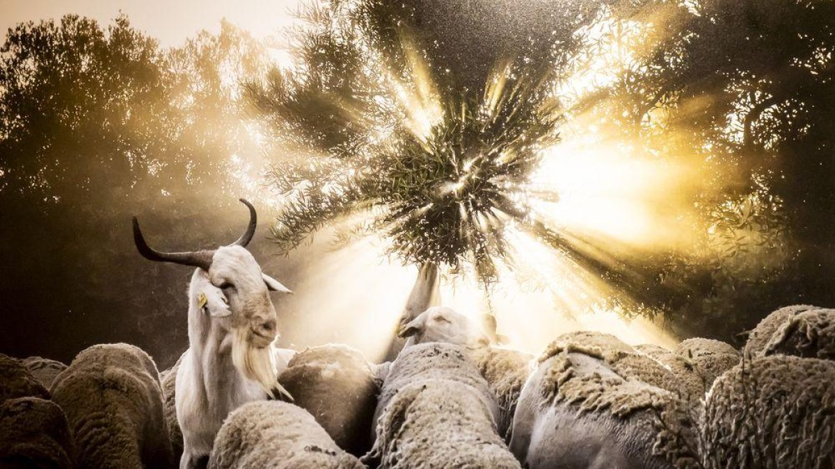 Una serie de instantáneas sobre la trashumancia