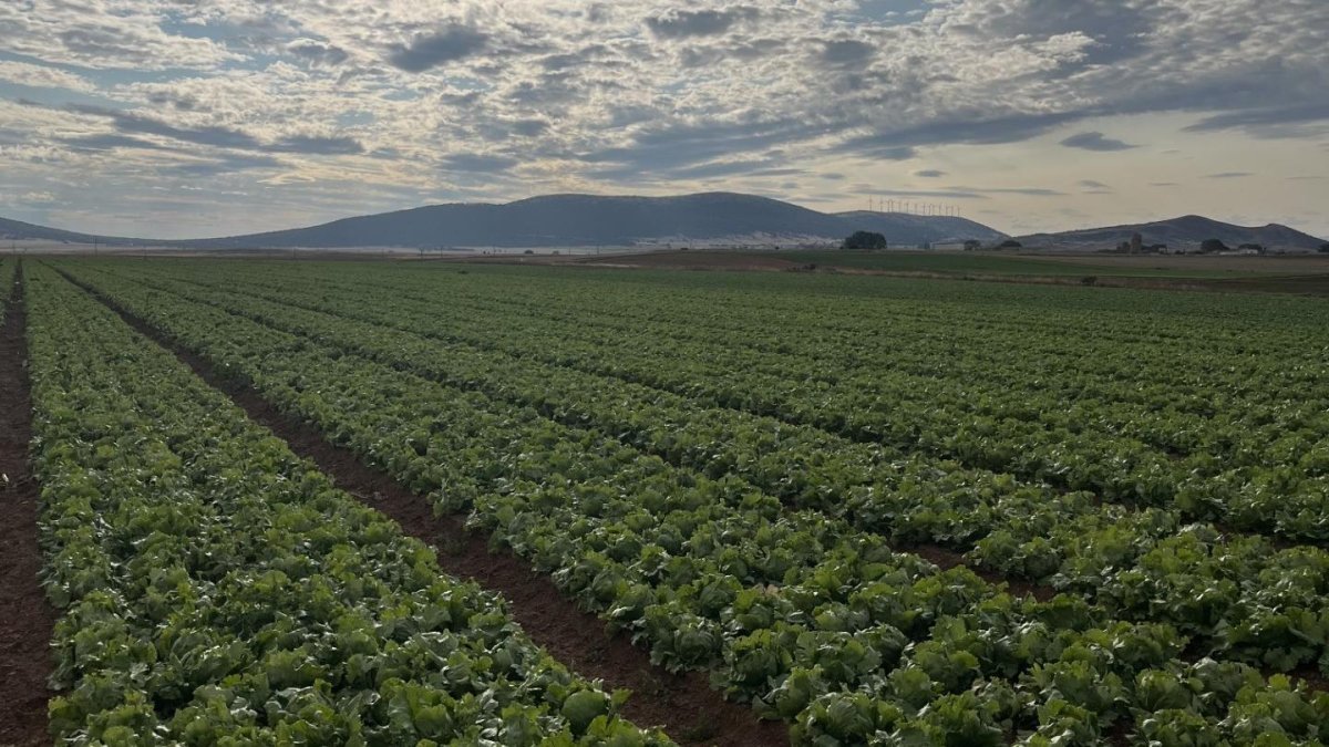 Florette produce en Soria buena parte de su producción veraniega.