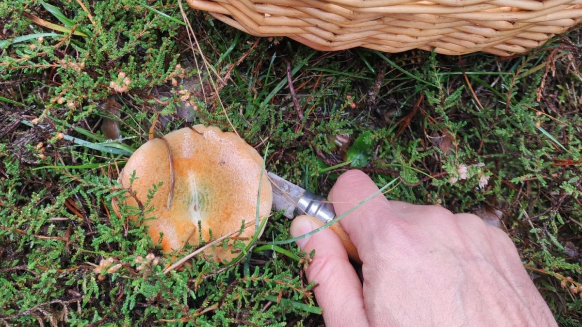 Los expertos esperan la fructificación en unos diez días.