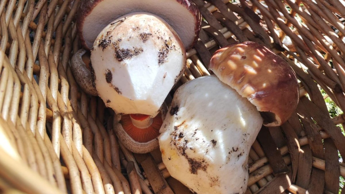 Recogiendo boletus en Soria.