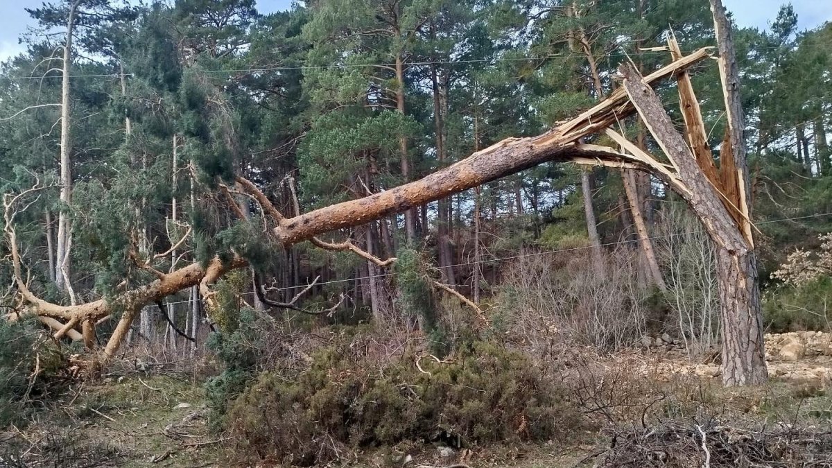 Pino que ha caído sobre la nueva tirolina de Duruelo de la Sierra.