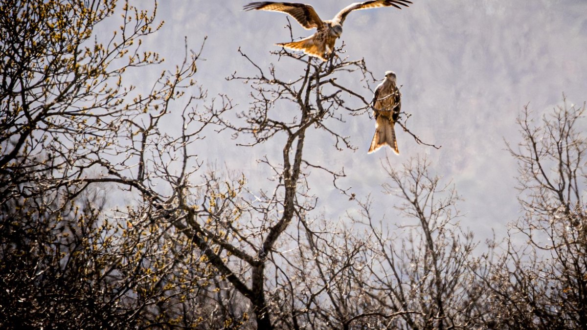 Una pareja de milanos posados en un árbol