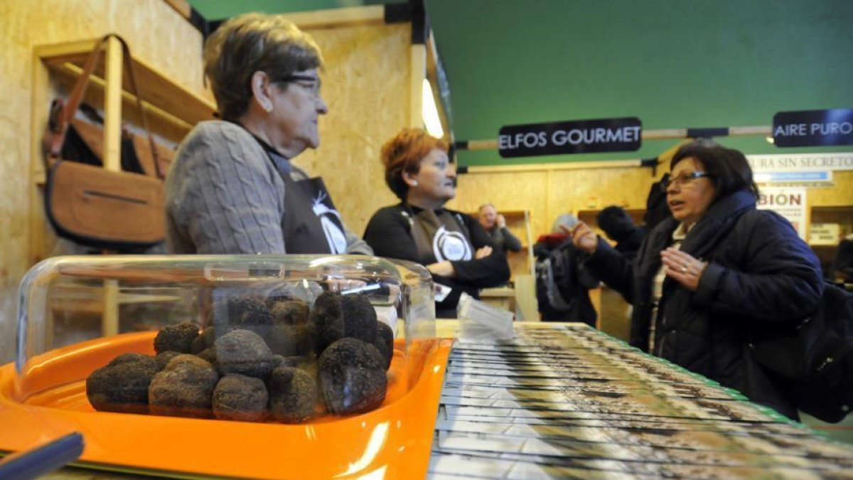 Ejemplares de trufa negra en un stand en la Feria de Abejar-Diego Mayor