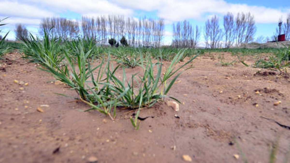 Estado del campo agrícola soriano ayer en la zona de Garray. / ÁLVARO MARTÍNEZ-