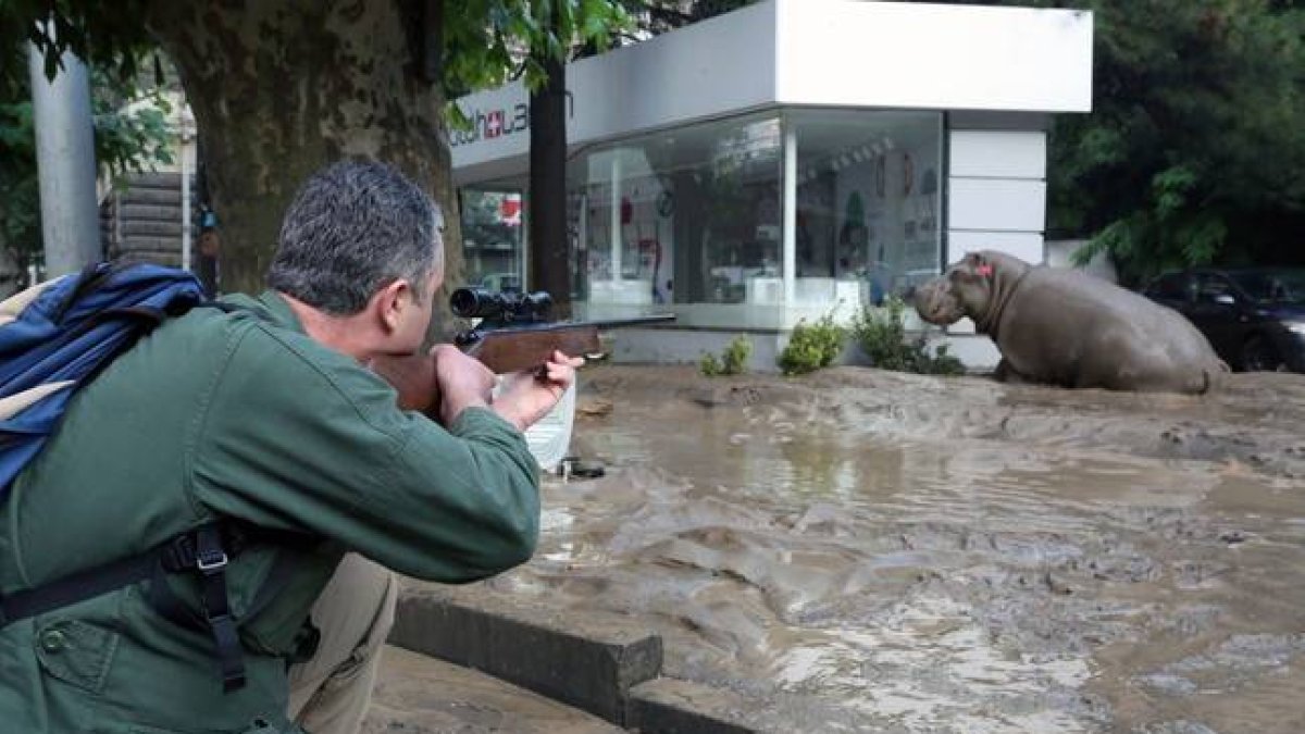 Un hombre disparando tranquilizantes a un hipopótamo en las calles inundadas de Tiflis.-Foto: EFE / GOBIERNO DE GEORGIA