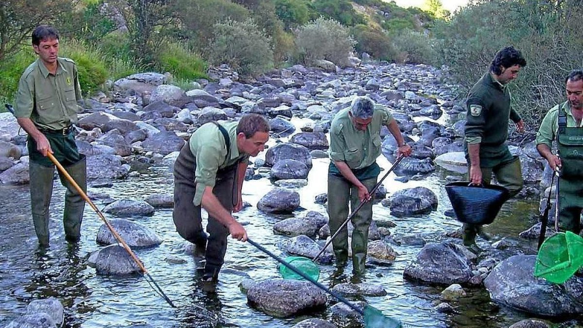 Agentes medioambientales realizando una jornada de pesca eléctrica en un río regional.-- LEONARDO DE LA FUENTE