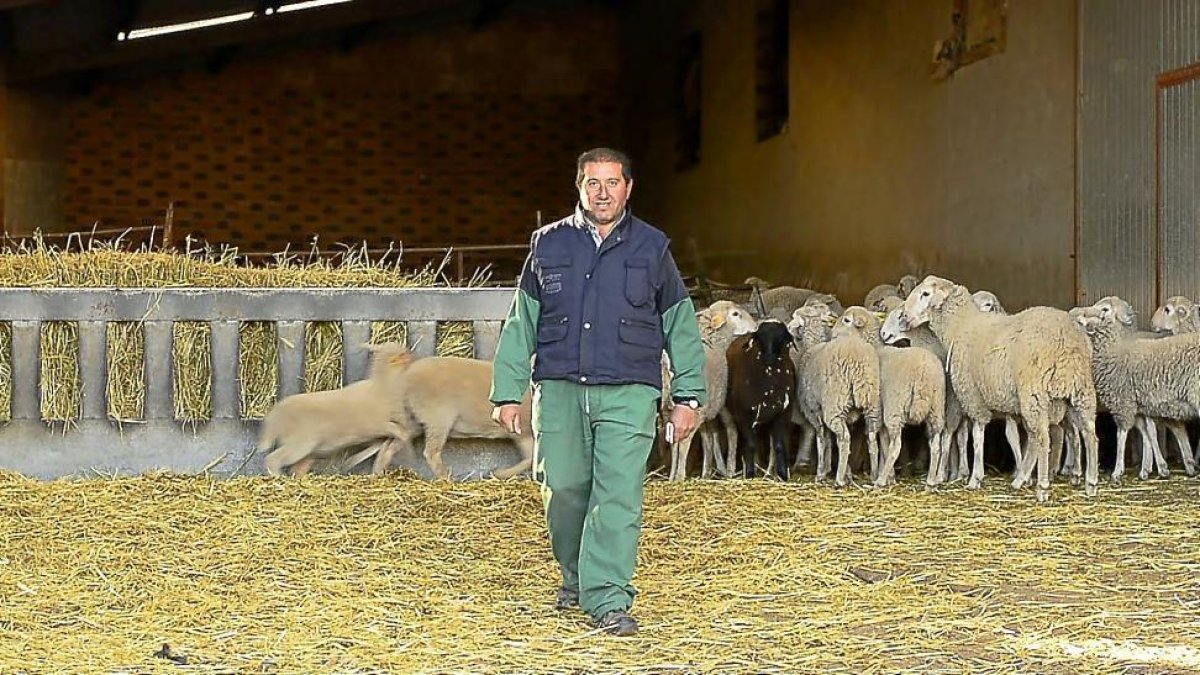 Juan Manuel Salvador con sus ovejas en Peñausende-E.M.