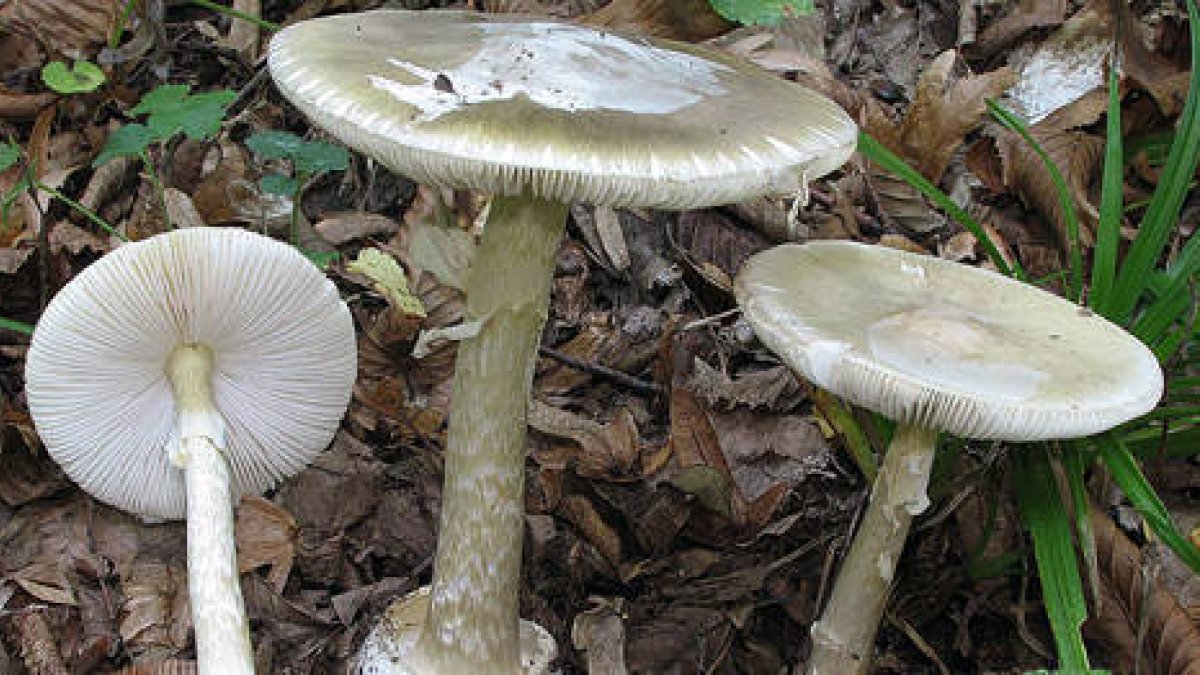 Ejemplares de Amanita Phalloides. -