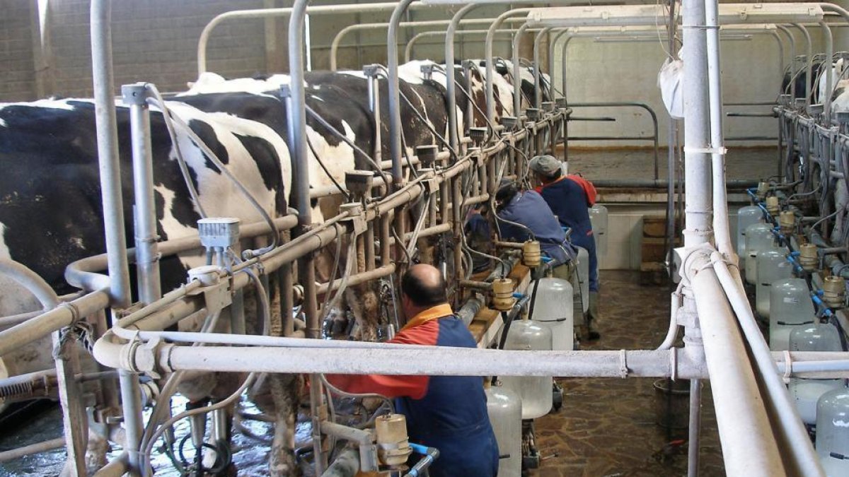 Trabajadores realizan labores de ordeño en una explotación de vacas frisonas de la Comunidad.-departamento producción animal Facultad Veterinaria de León