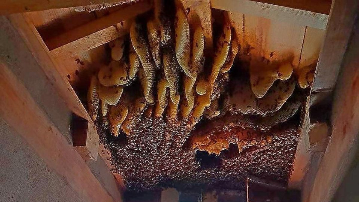 Un bombero retira una colmena de abejas en la iglesia de San Felipe Neri de Valladolid.-TWITTER BOMBEROS