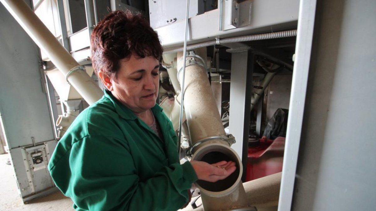 Julia Quintana manipulando la máquina seleccionadora de semillas en su nave de Cilleruelo.-E.M.