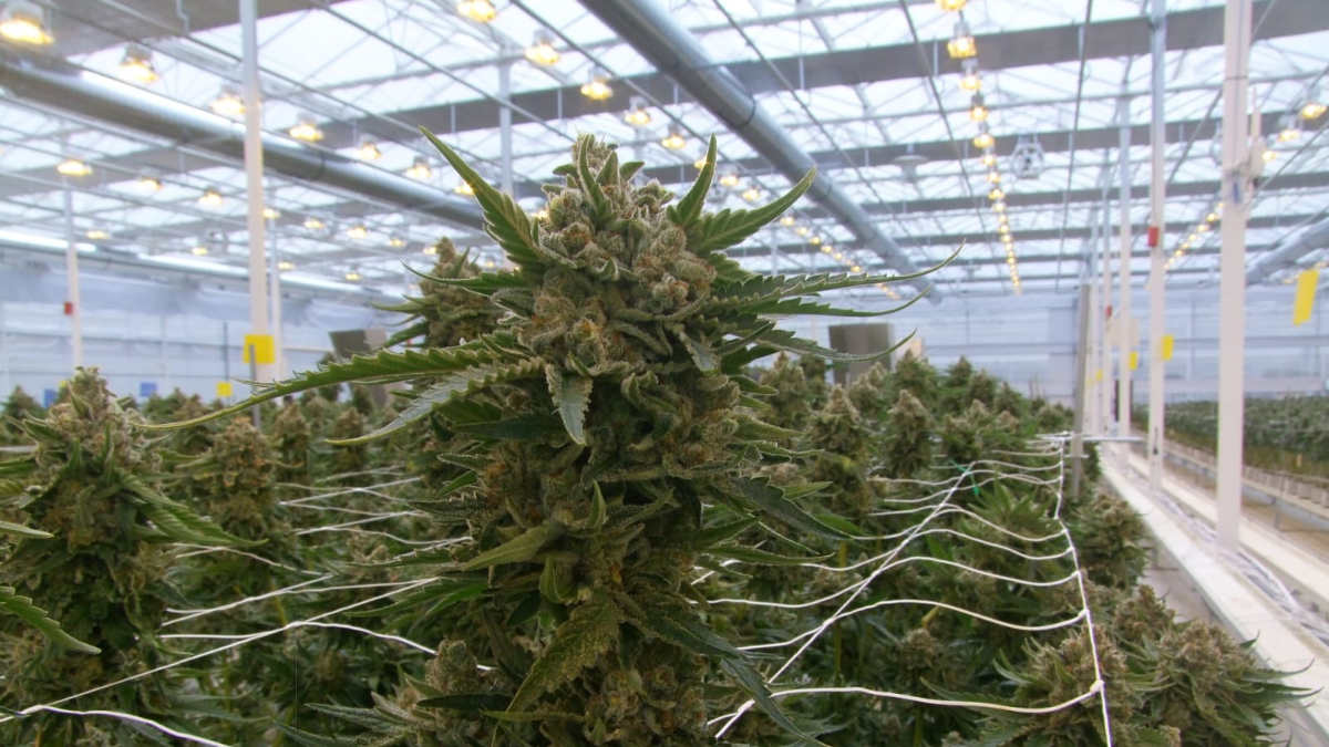 Plantas de cannabis cosechadas por Ondara. HDS