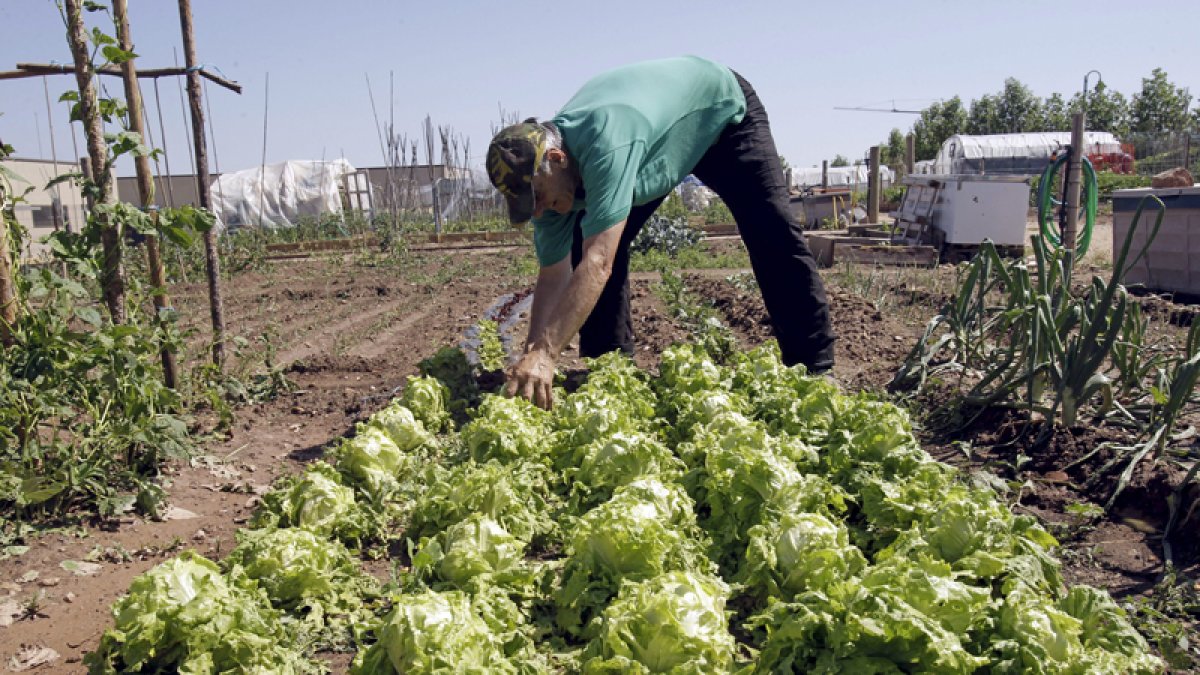 Lechugas plantadas en una parcela con un hortelano.-LUIS ÁNGEL TEJEDOR