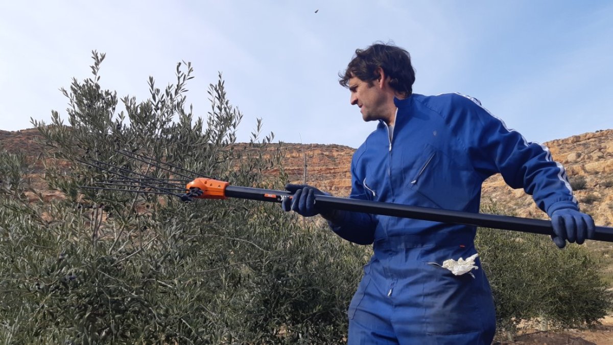 Jesús Bailón recoge aceituna de sus olivos. HDS