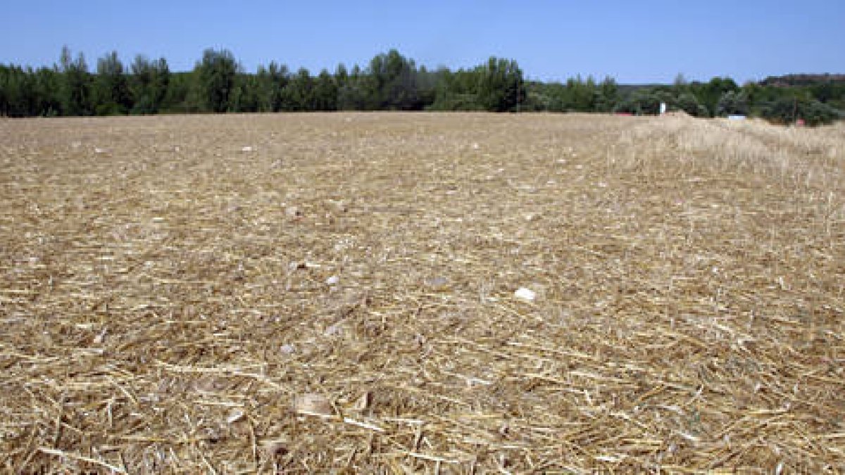 Terrenos junto a la carretera en los que se ubica la necrópolis. / JAVIER SOLÉ-