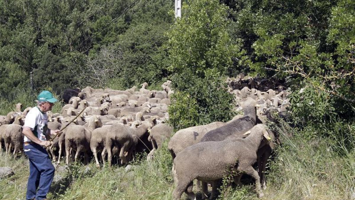 Ovejas trashumantes en Tierras Altas-LUIS ÁNGEL TEJEDOR