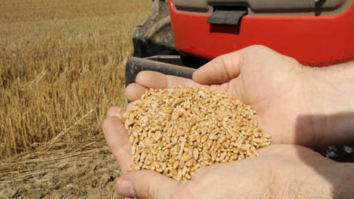 Jesús García muestra unos granos de cereal, cultivo ecológico que predomina en Soria. / V.G.-