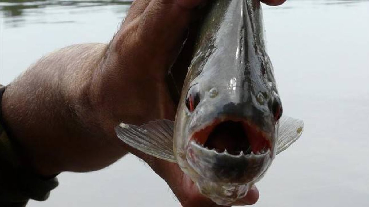 Piraña del amazonas.-