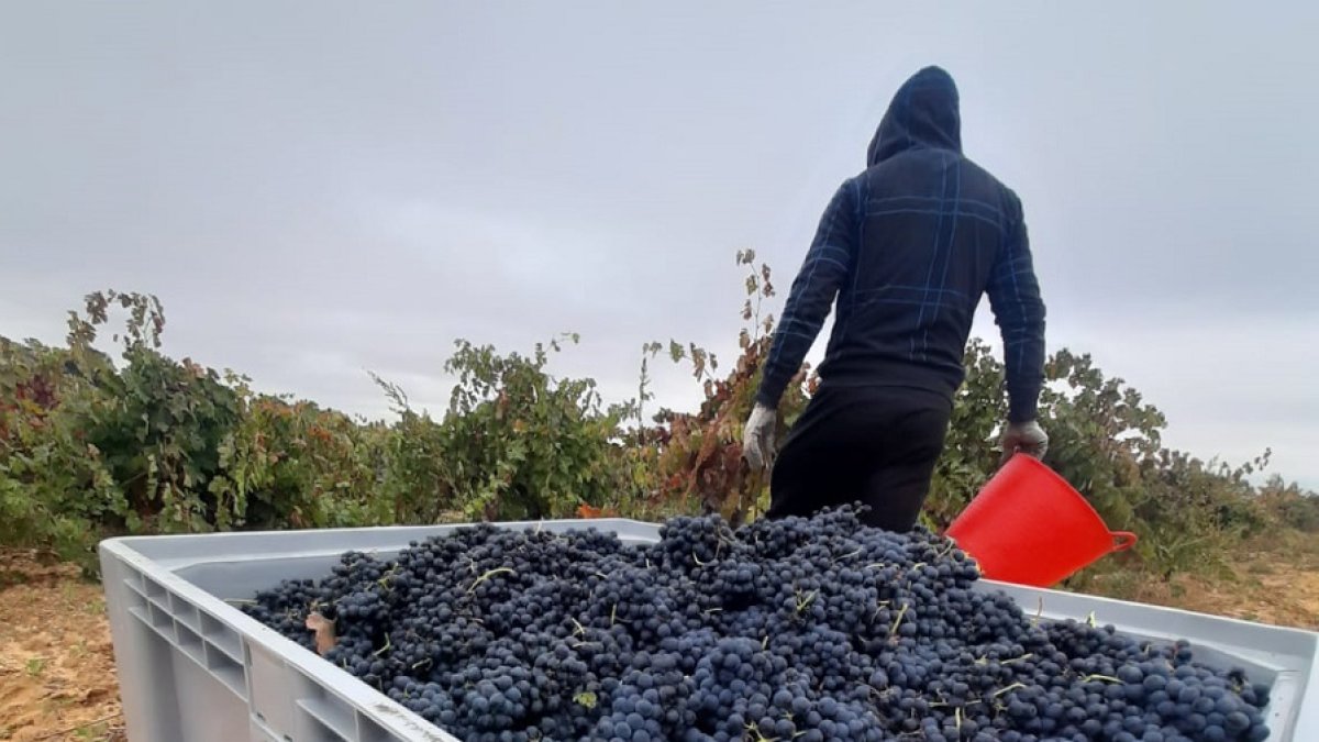 Vendimia en una imagen de archivo. HDS