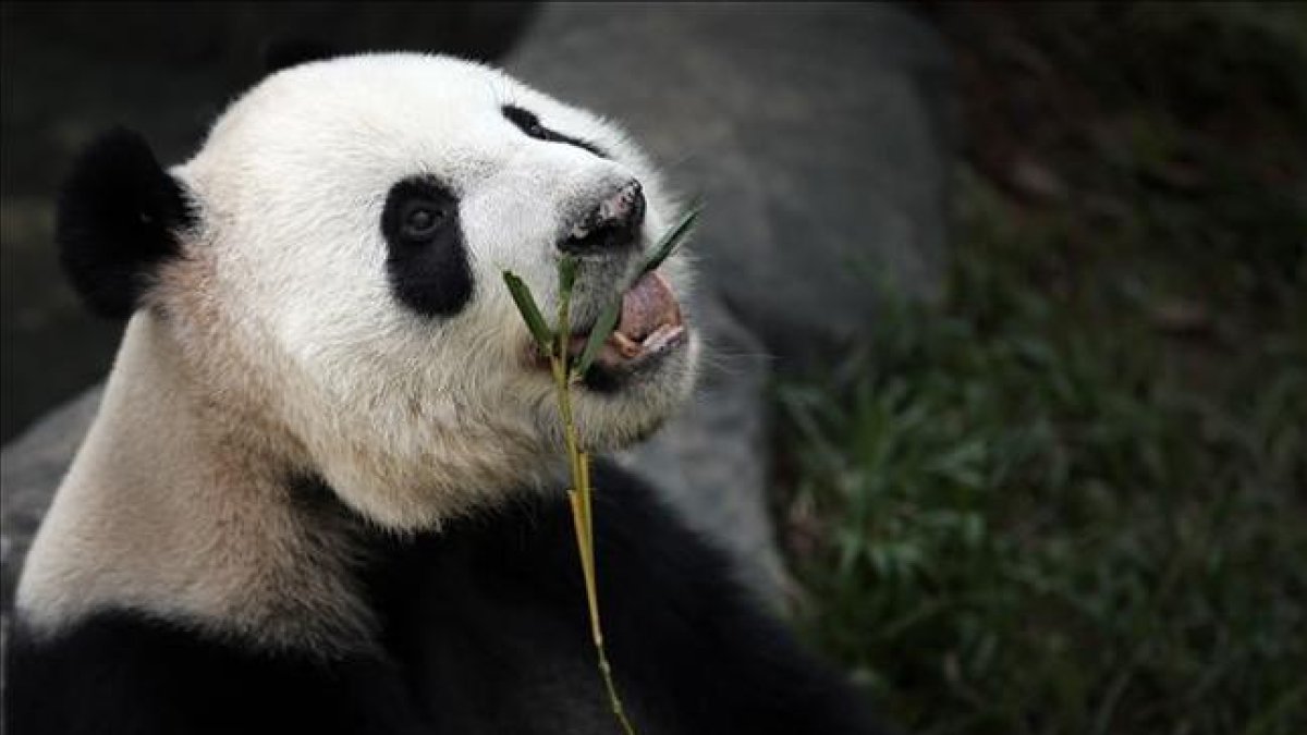 Un oso panda comiendo.-AP / WONG MAYE