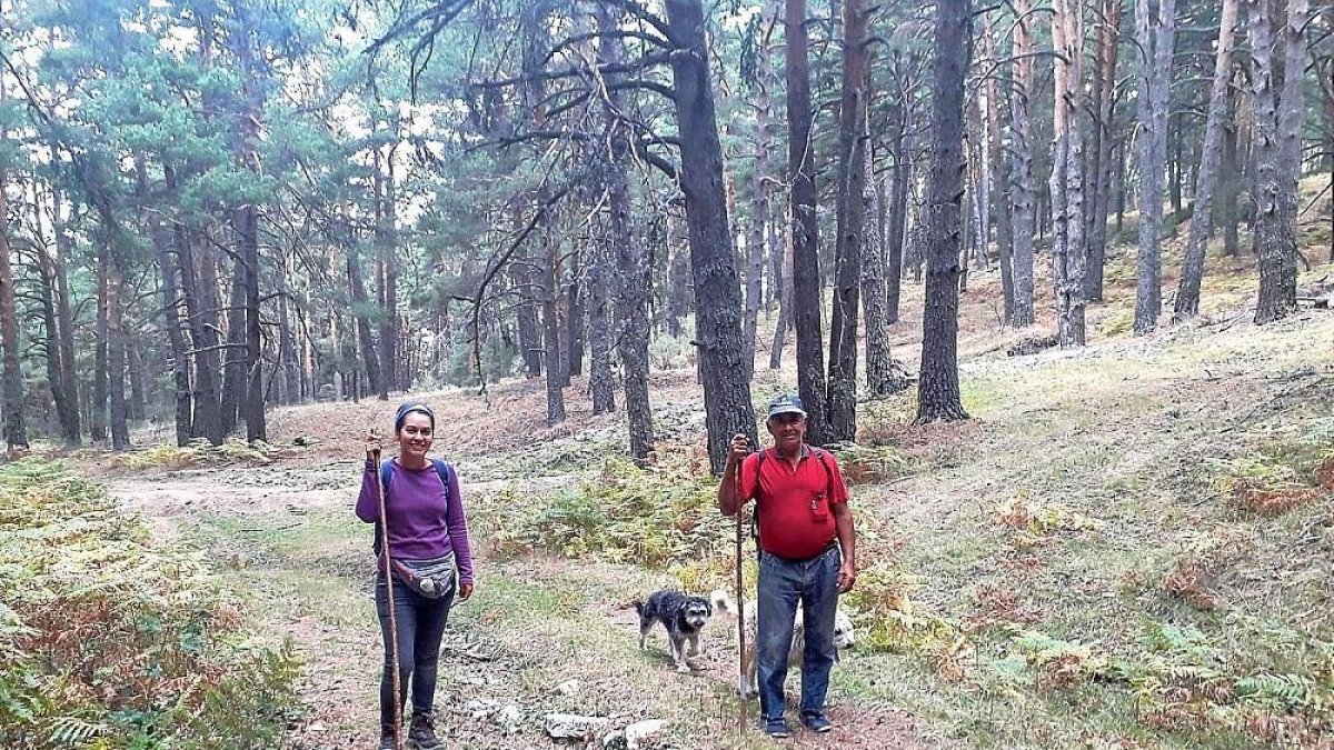 Los pastores dirigen a las ovejas junto a sus perros. --