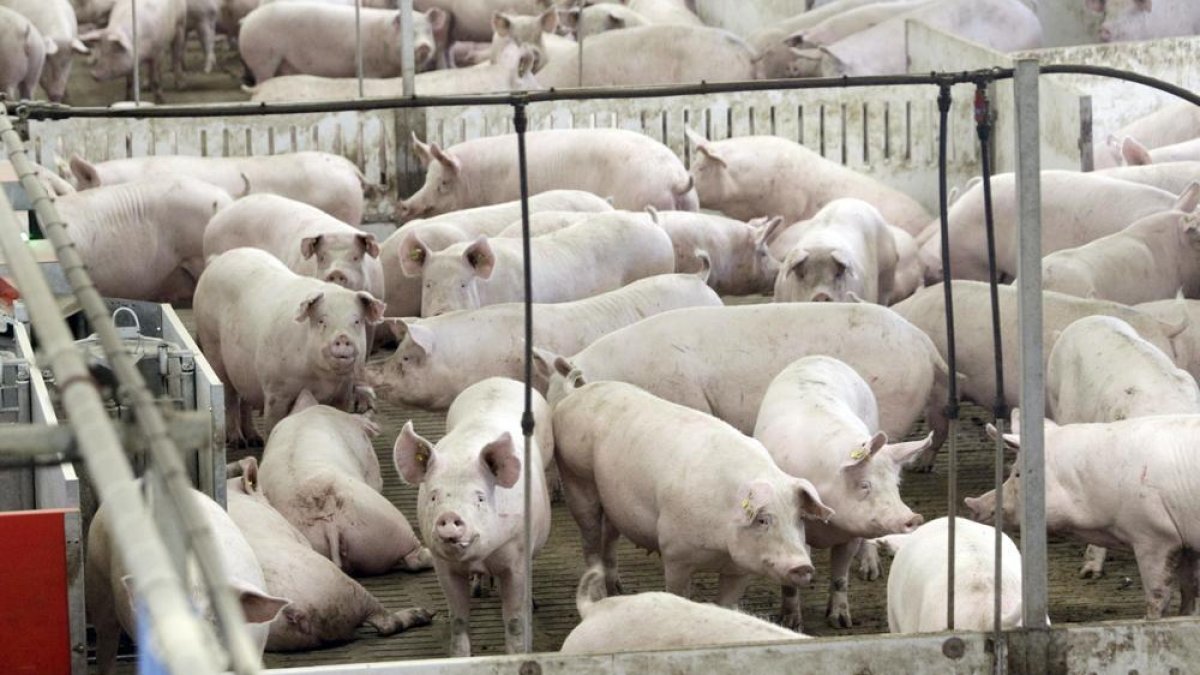 El porcino supone el 20% del PIB soriano-Luis Ángel Tejedor