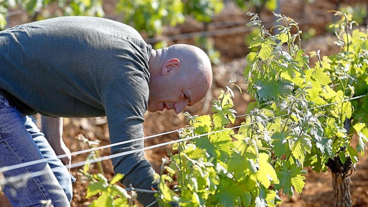 Ángel Rey, en uno de los viñedos de la bodega Los Palomares.-ICAL
