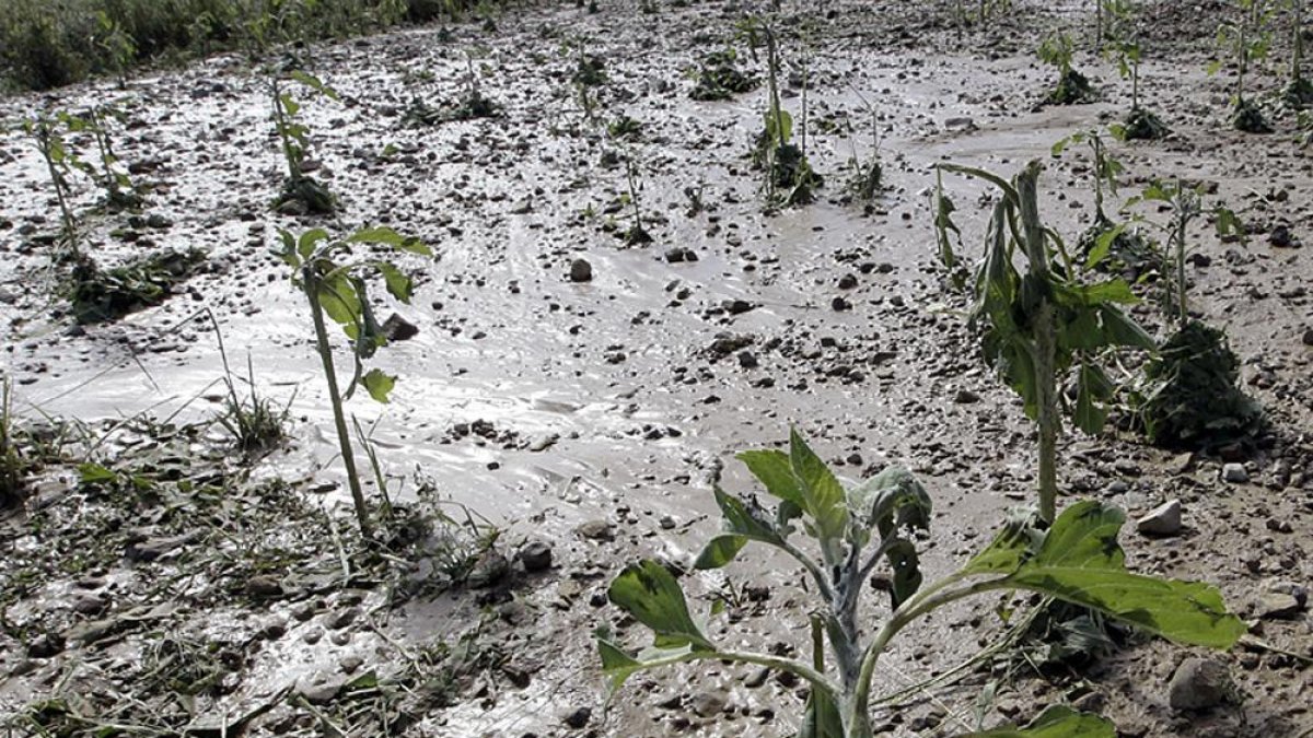 Finca arrasada por el pedrisco.-Luis Ángel Tejedor