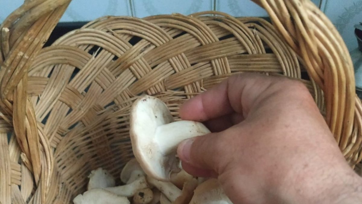 Perrechicos, lansarones, usones, seta de San Jorge o, simplemente, una de las joyas de la micología de Soria en primavera. HDS