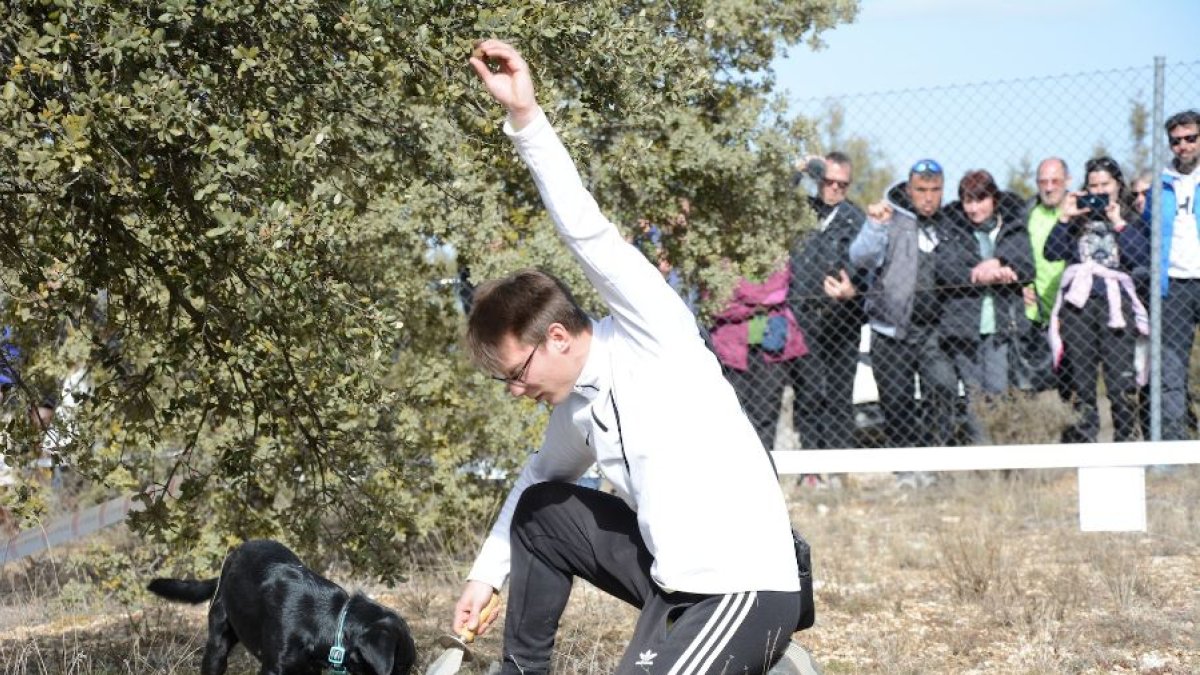 Concurso de trufa con perro esta mañana en Abejar.-R. FERNÁNDEZ