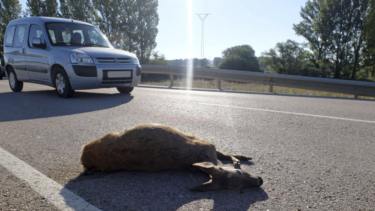 Los corzos son los responsables de ocho de cada diez accidentes de tráfico causados por animales. MARIO TEJEDOR