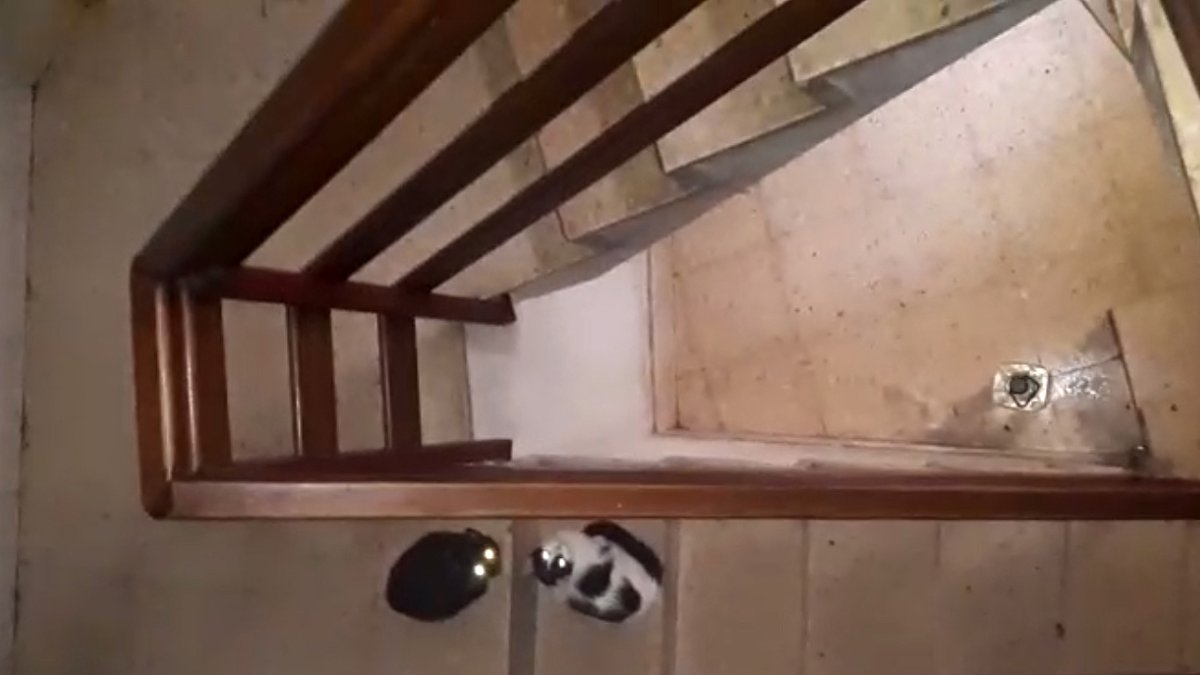 Gatos en el portal de la vivienda de Luis y María Victoria.-HDS