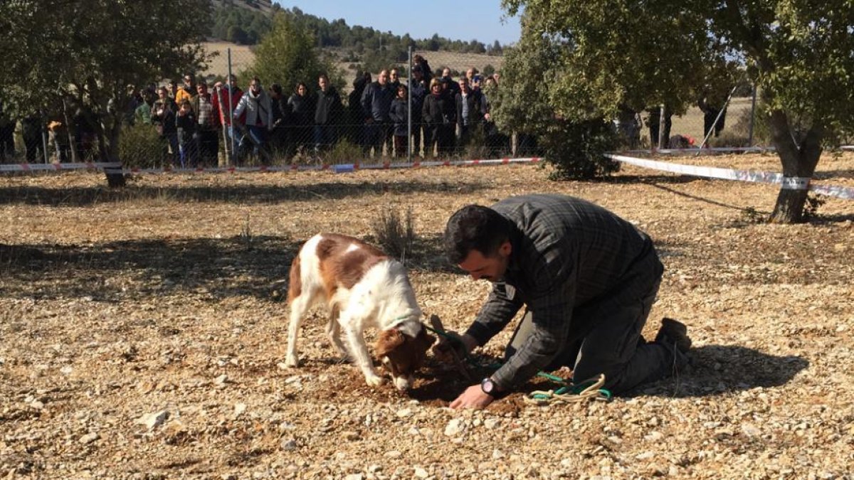 Un participante en el concurso de búsqueda de trufa con perro.-D.S.