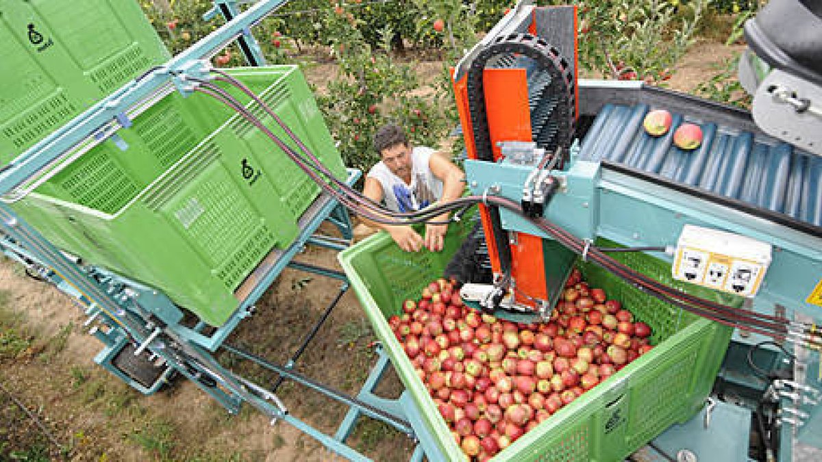 Recogida de manzanas en la finca de Nufri. / VALENTÍN GUISANDE-